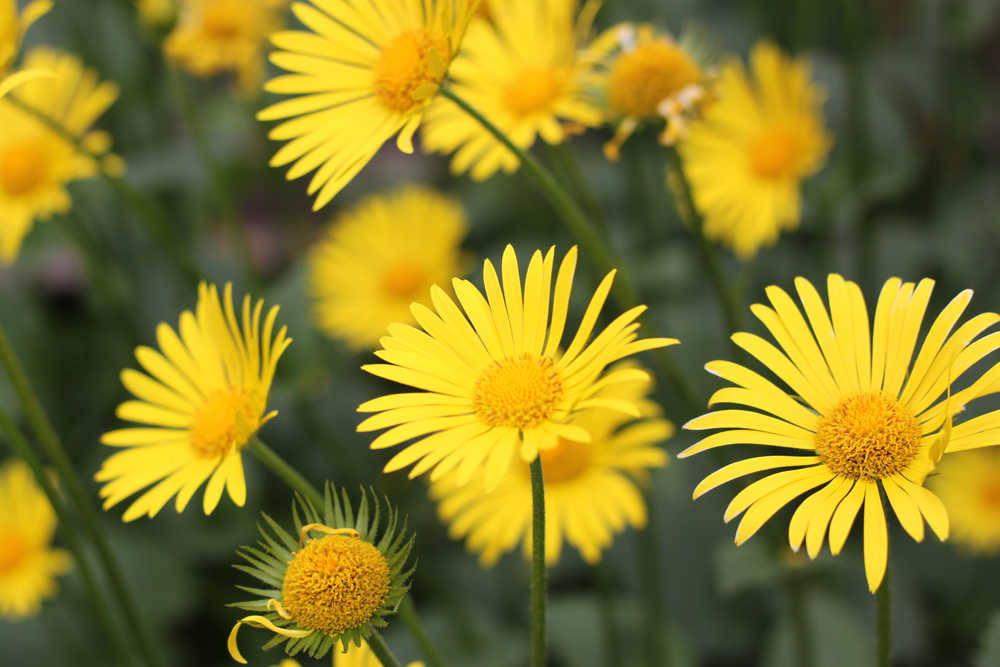 Vosges : la cueillette de l'Arnica est annulée