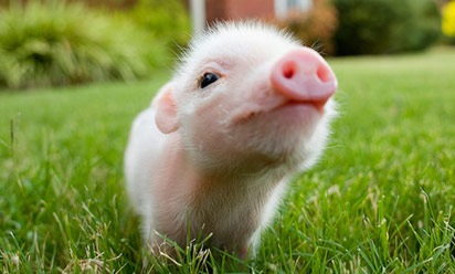 Y a-il un porc dans l'avion ?