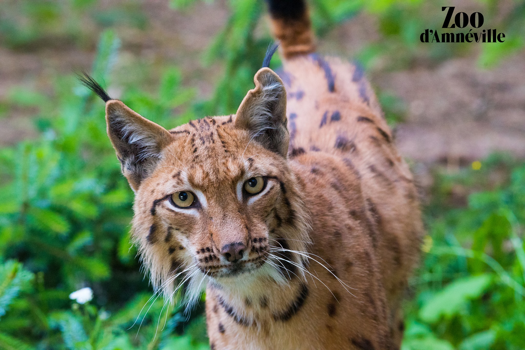 Zoo d'Amnéville : 2 nouveaux lynx rejoignent le parc