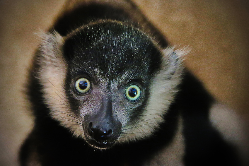 Zoo d'Amnéville : Baby boom estival !