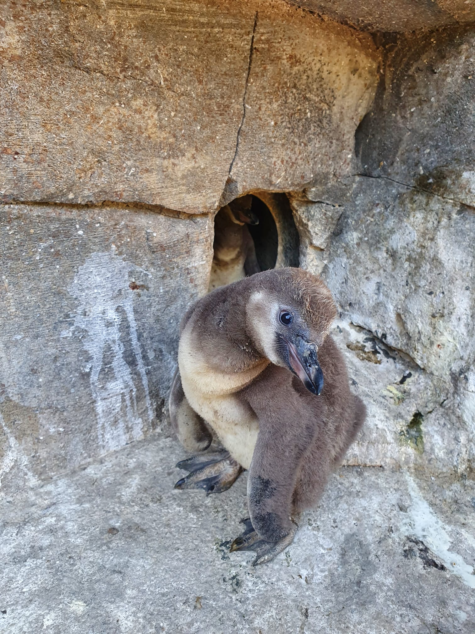 Zoo d'Amnéville : de nouvelles naissances