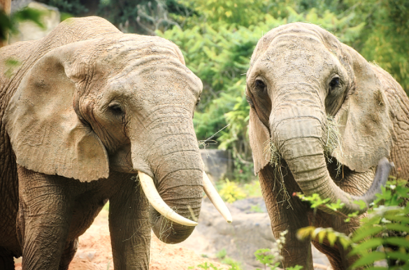 Zoo d'Amnéville : deux éléphantes d'Afrique sont arrivées !
