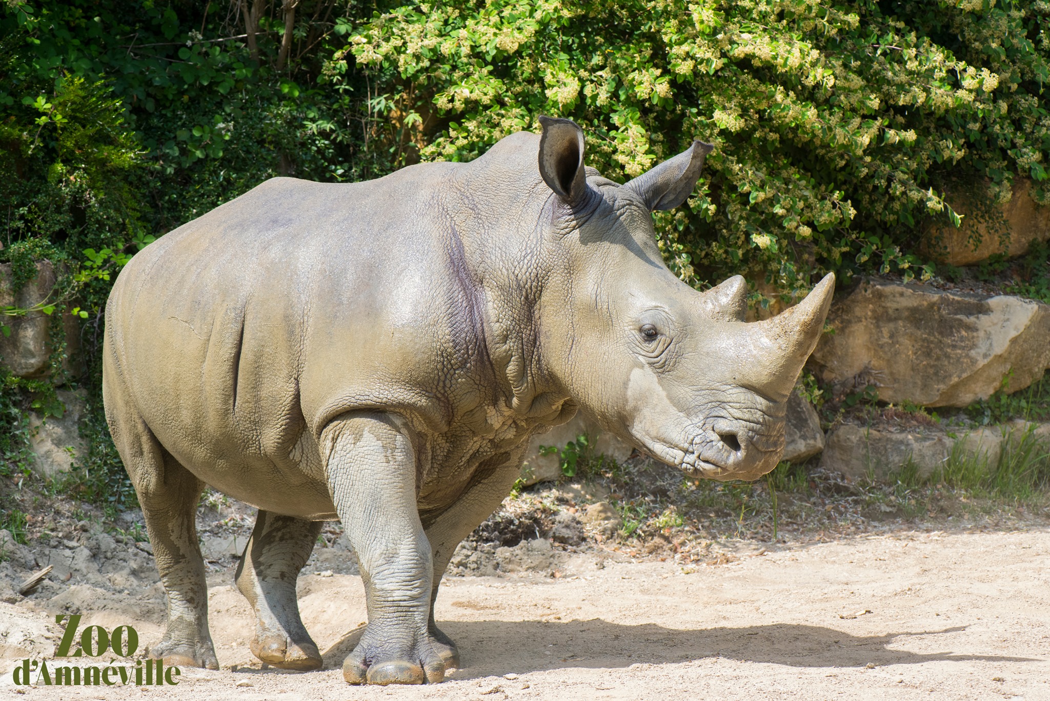 Zoo d'Amnéville : l'heure du départ pour Aranka