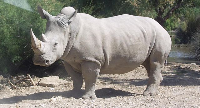Zoo d'Amnéville : Mieux connaître les rhinocéros blancs