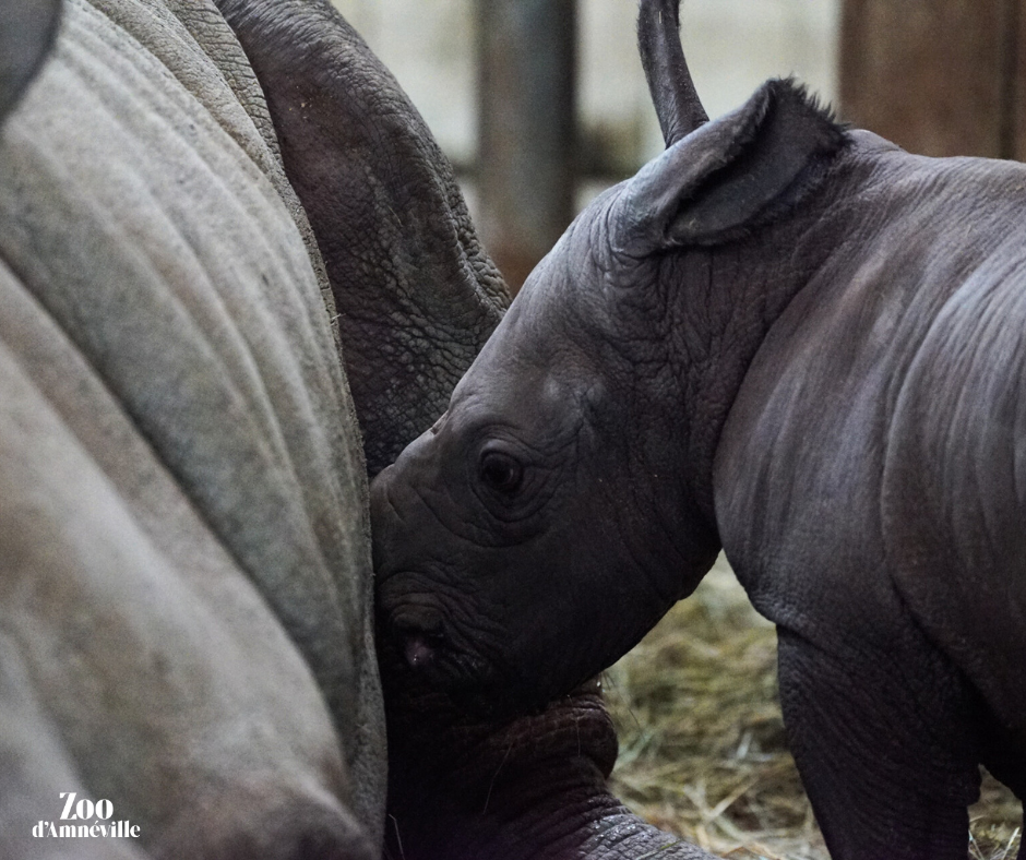 Zoo d'Amnéville : naissance d’un 3ème petit rhinocéros