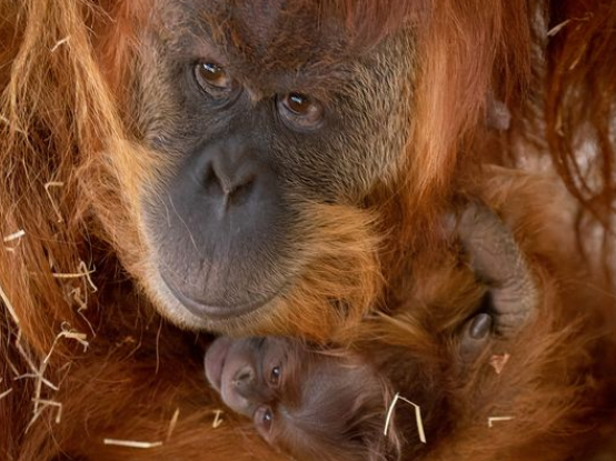 Zoo d'Amnéville : naissance d'un bébé orang-outan