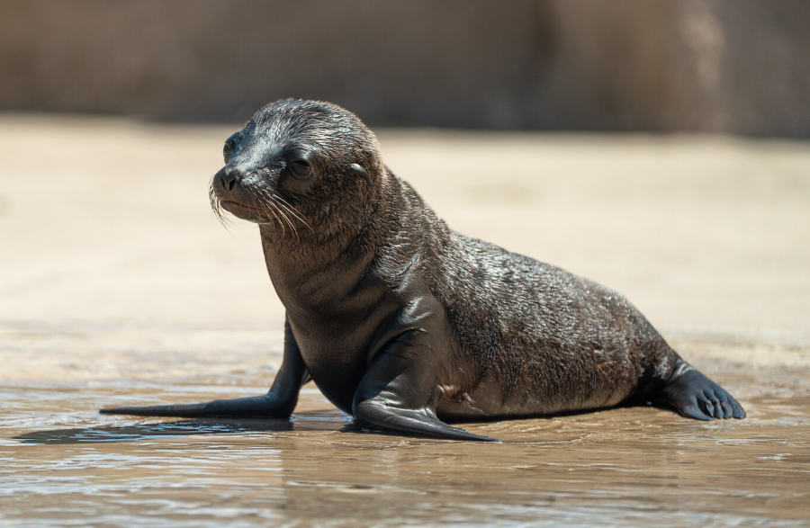 Zoo d'Amnéville : naissance d'un bébé otarie